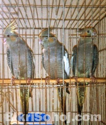 ককাটেল পাখি